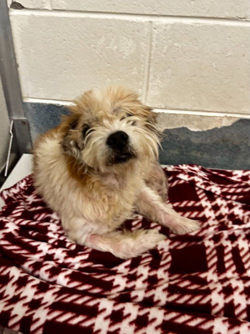 DA 8 Roonie, an adoptable Jack Russell Terrier in Glen Allen, VA