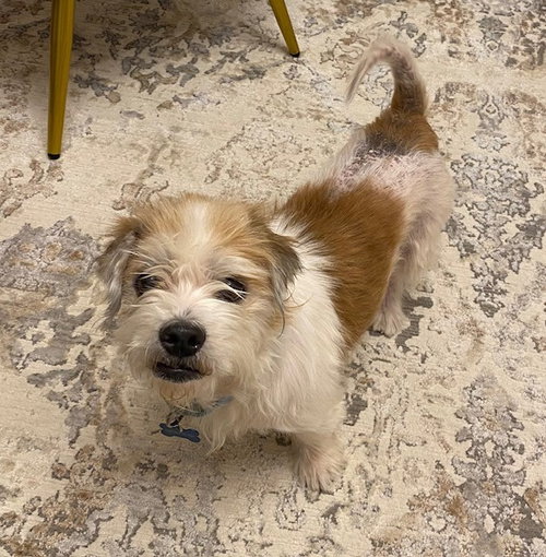 DA 8 Roonie HHS RRP, an adoptable Jack Russell Terrier in Glen Allen, VA
