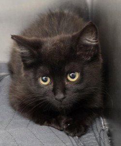 CA 139 Mowgli, Baby Domestic Short Hair / Mixed, cat for adoption in Richmond, Virginia