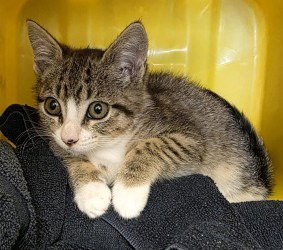CA 129 Willow, Baby Domestic Short Hair / Mixed, cat for adoption in Richmond, Virginia