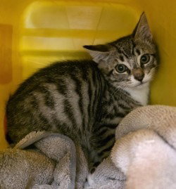 CA 132 Thunder, Baby Domestic Short Hair / Mixed, cat for adoption in Richmond, Virginia
