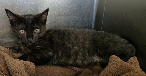 CA 133 Magnolia, Baby Domestic Short Hair / Mixed, cat for adoption in Richmond, Virginia