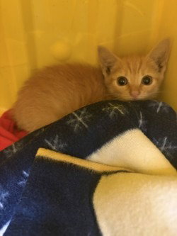 CA 125 Jaws, an adoptable Domestic Short Hair in Glen Allen, VA