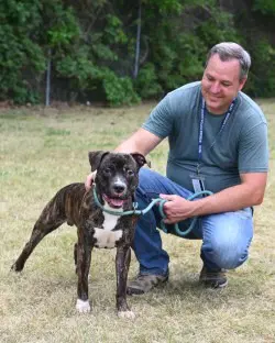 Dq  Chip - Pit Bull Terrier