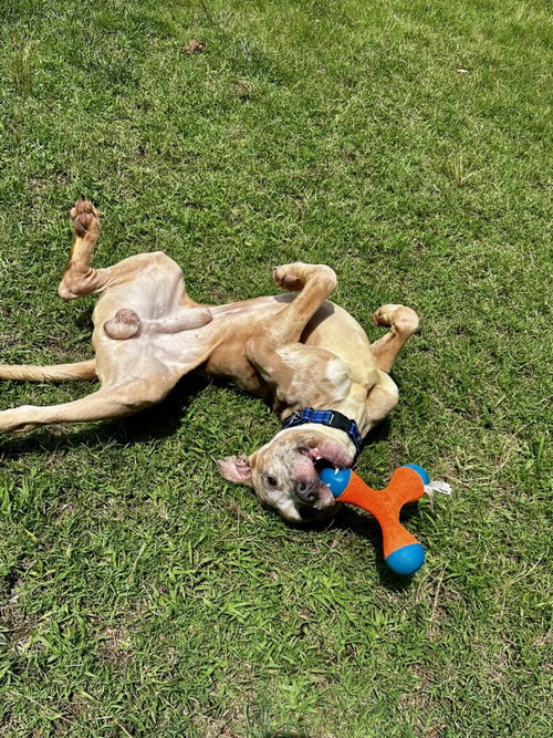 Dq 61 Ralphie