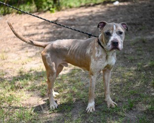 Dq 61 Ralphie photo 2
