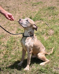 Dq 61 Ralphie photo 3