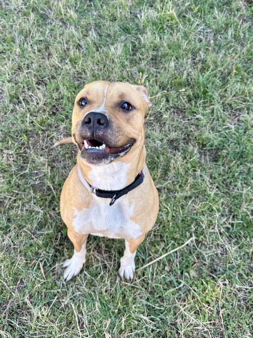 DQ 68 Pickle, an adoptable Pit Bull Terrier in Glen Allen, VA