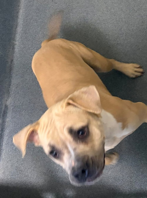 DI 86 Katara, an adoptable Pit Bull Terrier in Glen Allen, VA