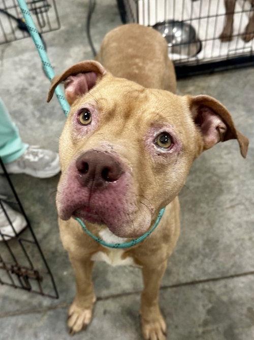 PR 51 Vinnie, an adoptable Pit Bull Terrier in Glen Allen, VA