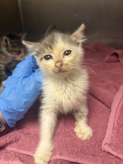 FC 96 Ace, an adoptable Domestic Short Hair in Glen Allen, VA