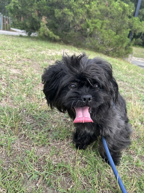 DA 7 Craig, an adoptable Shih Tzu in Glen Allen, VA