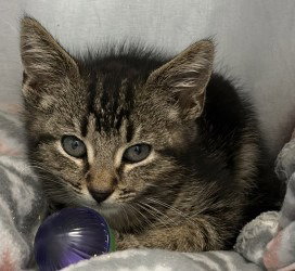 CA 123 Sassy, an adoptable Domestic Short Hair in Glen Allen, VA