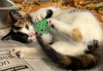 CA 134 Cher, an adoptable Domestic Short Hair in Glen Allen, VA