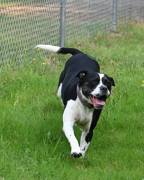 picture of the dog needing adoption