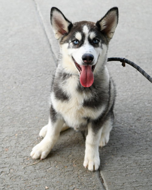 PR 49 Toby, an adoptable Husky in Glen Allen, VA