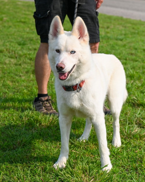 PR 53 Scout, an adoptable Husky in Glen Allen, VA