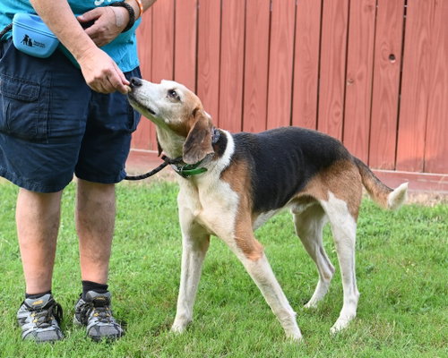 Da 4 Otis photo 2