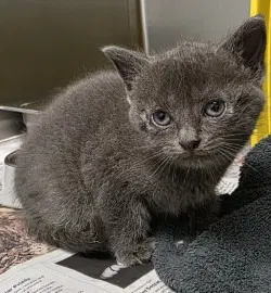 Ca  Misty - Domestic Long Hair