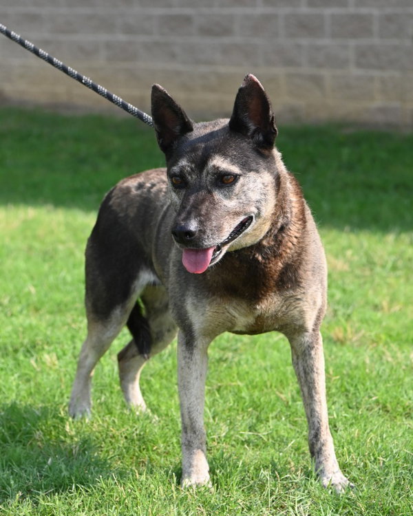 Gertie - HHS RRP