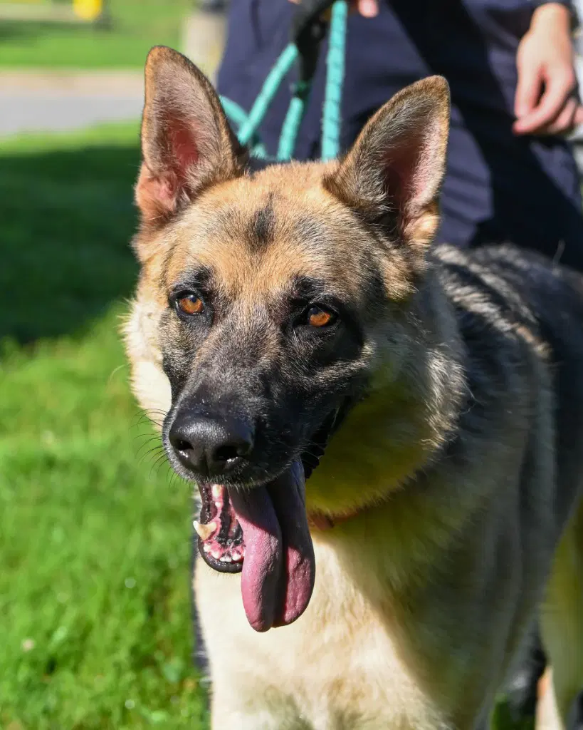 Dq  Sarge - German Shepherd Dog