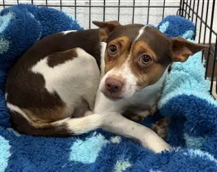 Da  Roy - Jack Russell Terrier