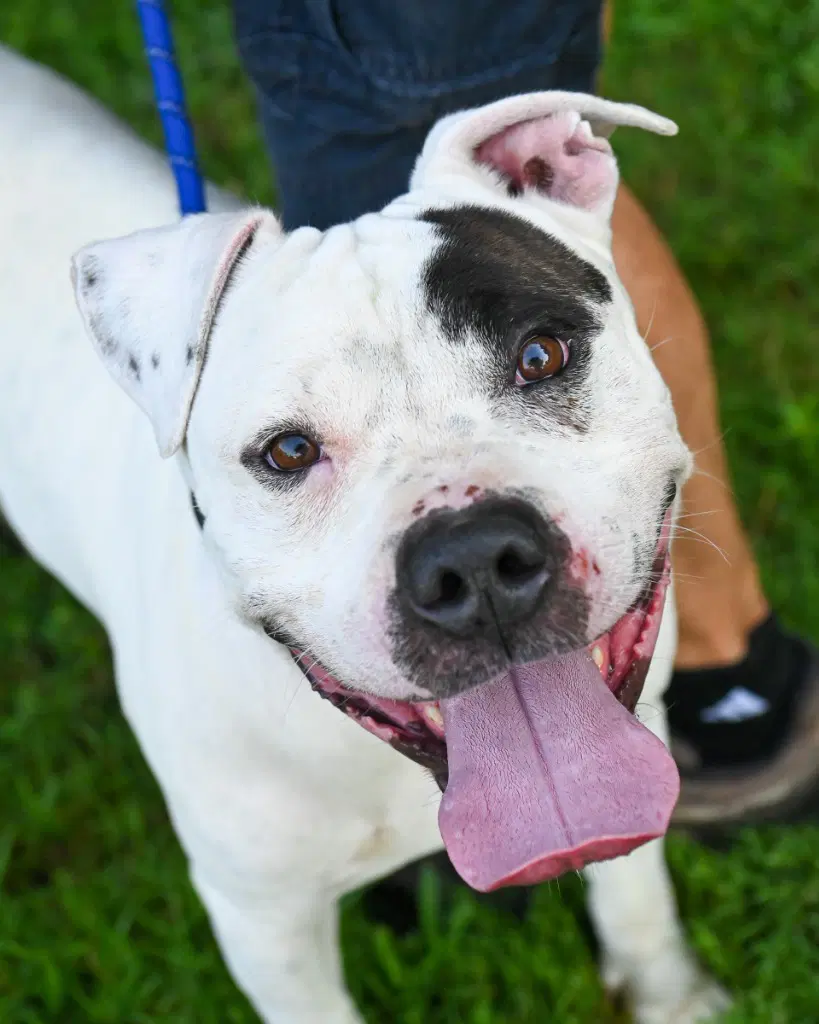 Pr  Harbor - Pit Bull Terrier