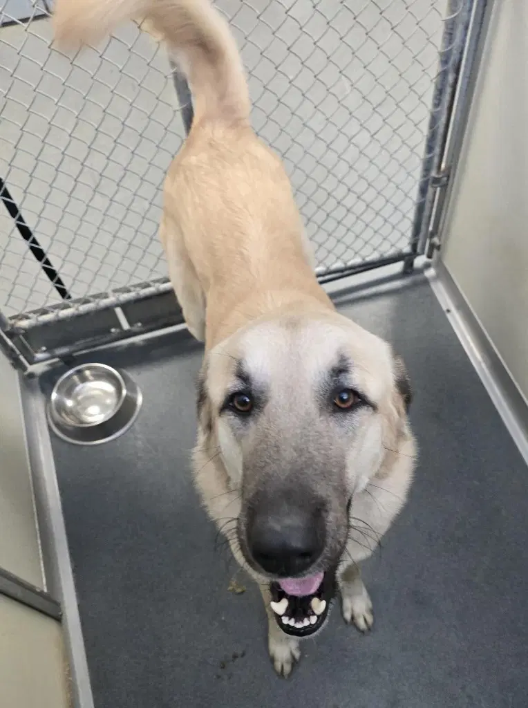 Dq  Ralph - Anatolian Shepherd