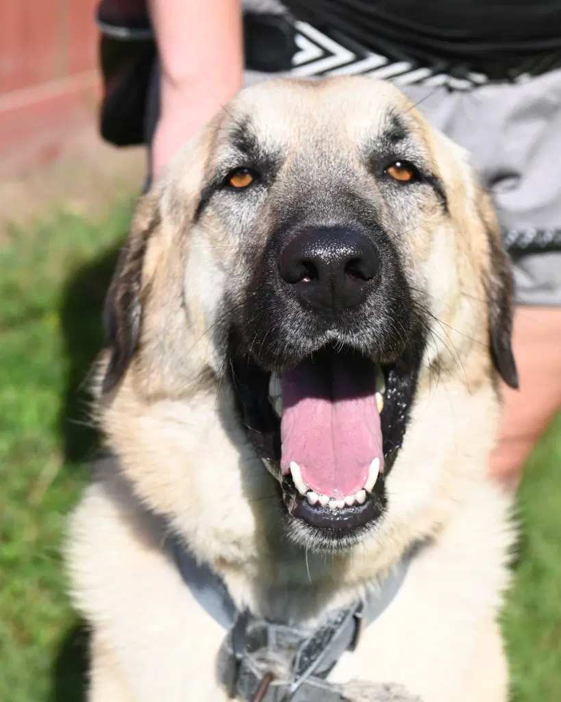 Dq  Ralph - Anatolian Shepherd