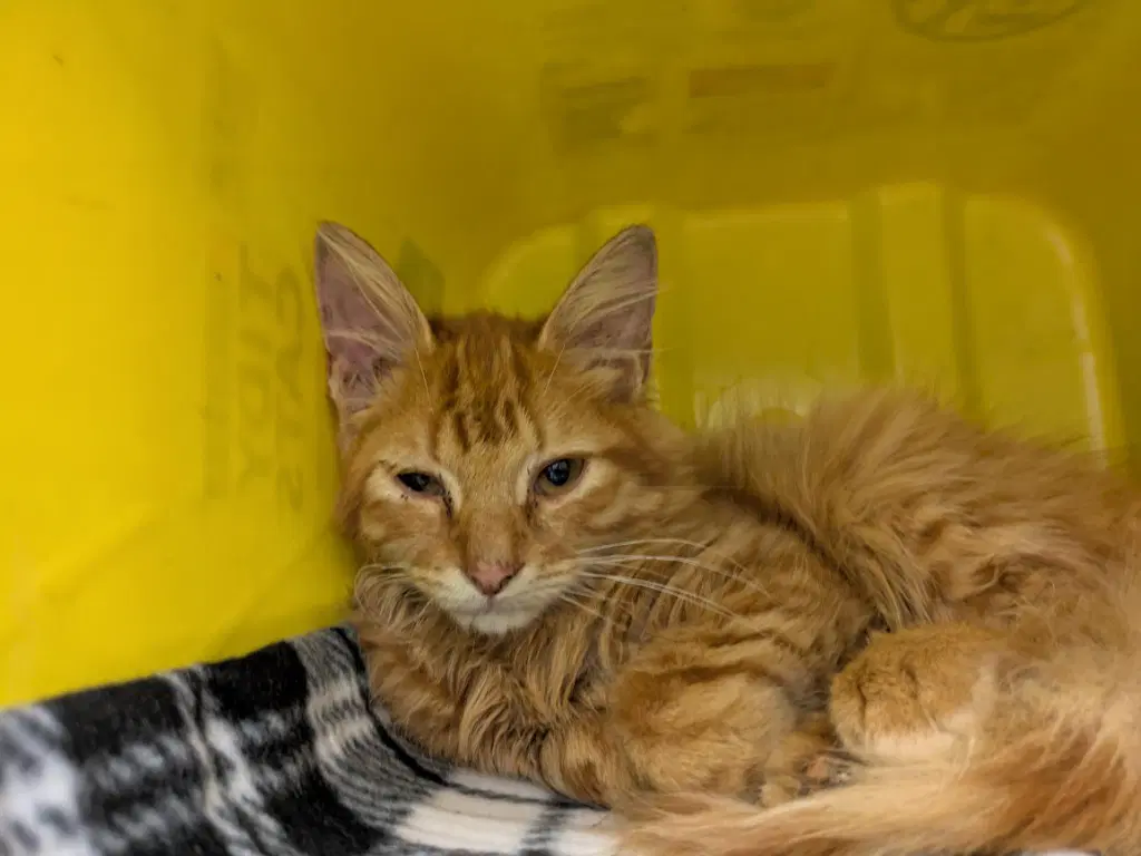 Ca  Orange Creme - Domestic Short Hair