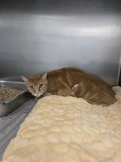Ca  Gayle - Domestic Short Hair