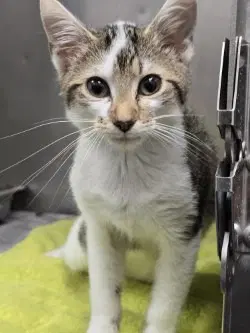 Fc  Alice - Domestic Short Hair