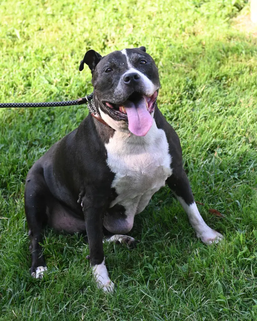 Da  Cupcake Aka Peppa - Pit Bull Terrier