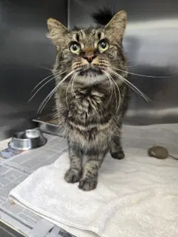 Ca  Macie - Domestic Medium Hair