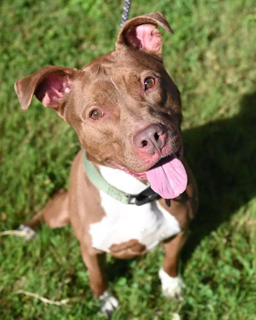 Pr  Ruskea - Pit Bull Terrier