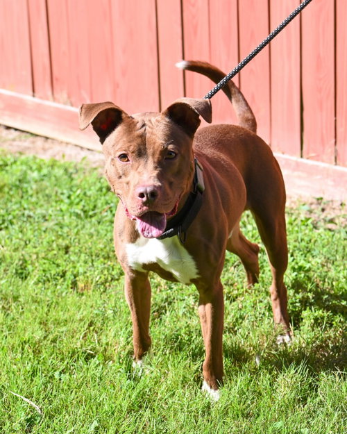DA 20 Ruskea, a dog for adoption from Henrico Police Animal Shelter