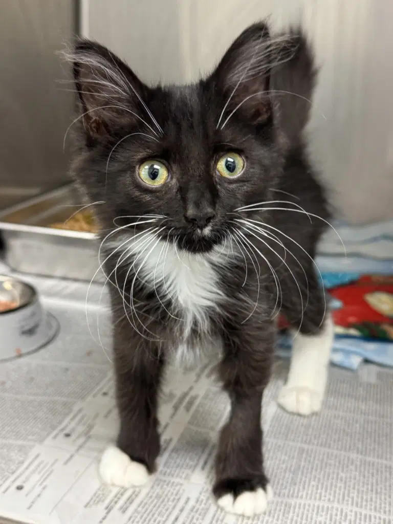 Ca  King Julian - Domestic Medium Hair