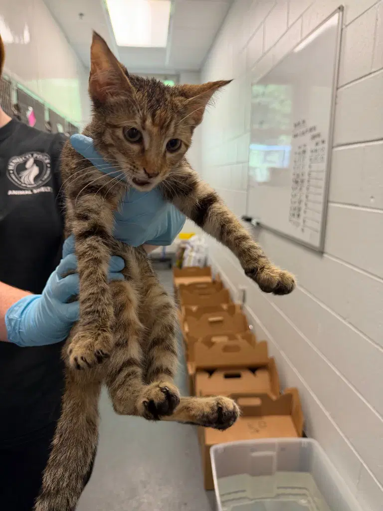 Ca  Betty - Domestic Short Hair