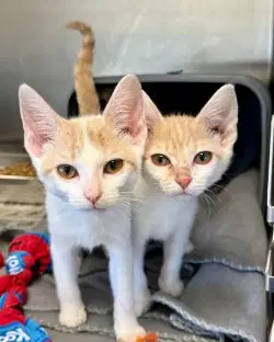 Fc  Ivy - Domestic Short Hair