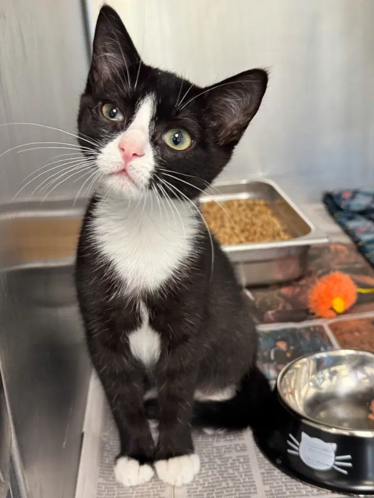 Ca  Blair - Domestic Short Hair