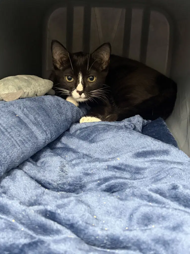 Ca  Mary - Domestic Short Hair