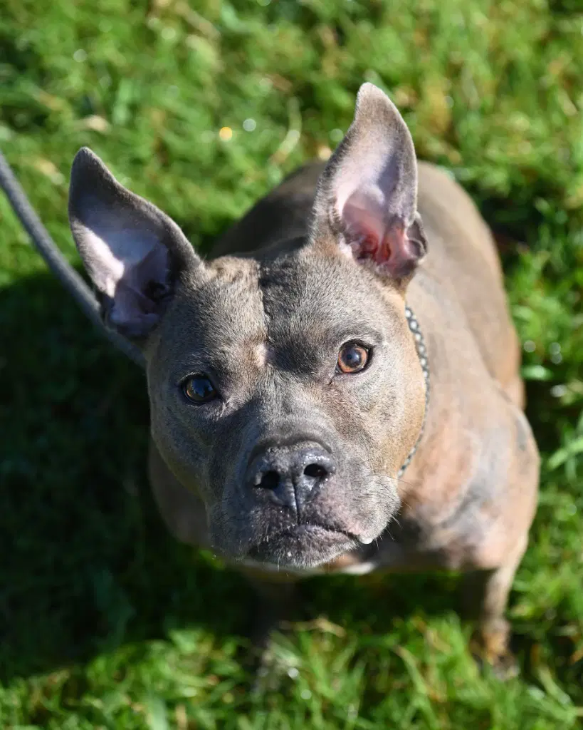 Da  Tina - Pit Bull Terrier