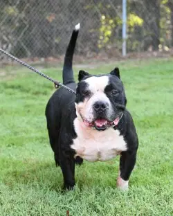 Da  Linus - American Staffordshire Terrier