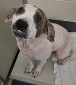 Di  Girlie - Pit Bull Terrier