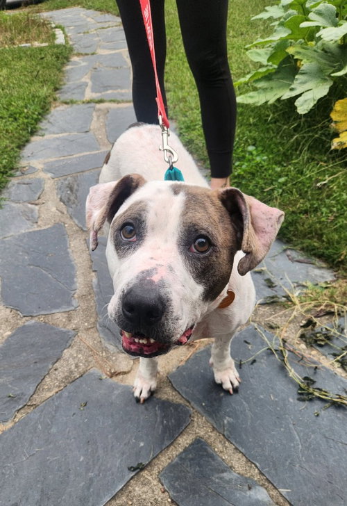 Girlie HHS RRP, a dog for adoption from Henrico Police Animal Shelter