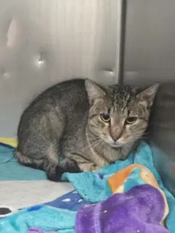 Fc  Rogue - Domestic Short Hair
