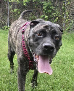 Kailey HHS RRP- JS, dog — photo 1 of 4
