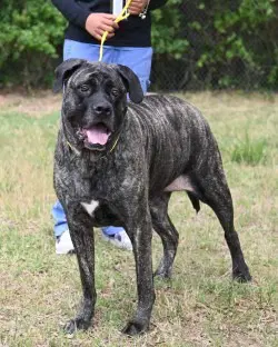 Kailey Hhs Rrp- Js image 3