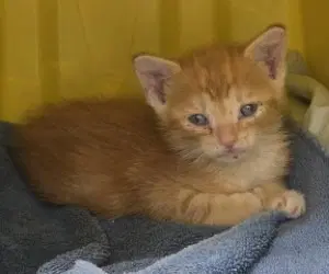 Naruto Hhs Rrp - Domestic Short Hair
