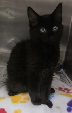 Fc  Pharoah - Domestic Short Hair